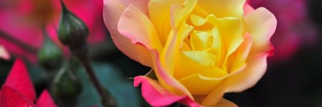 ROSA-E-